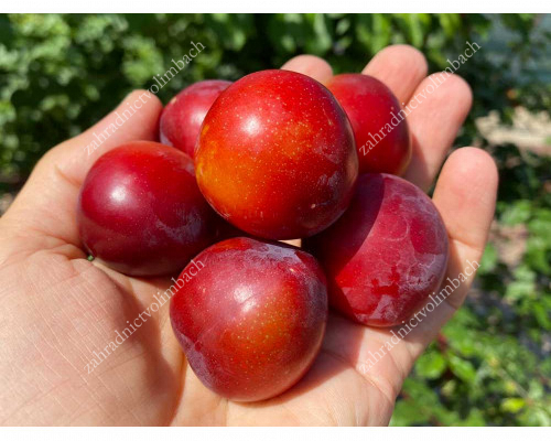 Kirsche-Pflaume hybrid Cherry Plum BRAVE HEART®