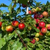 Čerešňo-slivkový hybrid Cherry Plum BRAVE HEART®