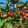 Cherry Plum Interspecific Hybrid BRAVE HEART®