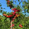 Čerešňo-slivkový hybrid Cherry Plum BRAVE HEART®