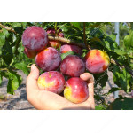 Siberian plum (Prunus x hybrid) CHUK
