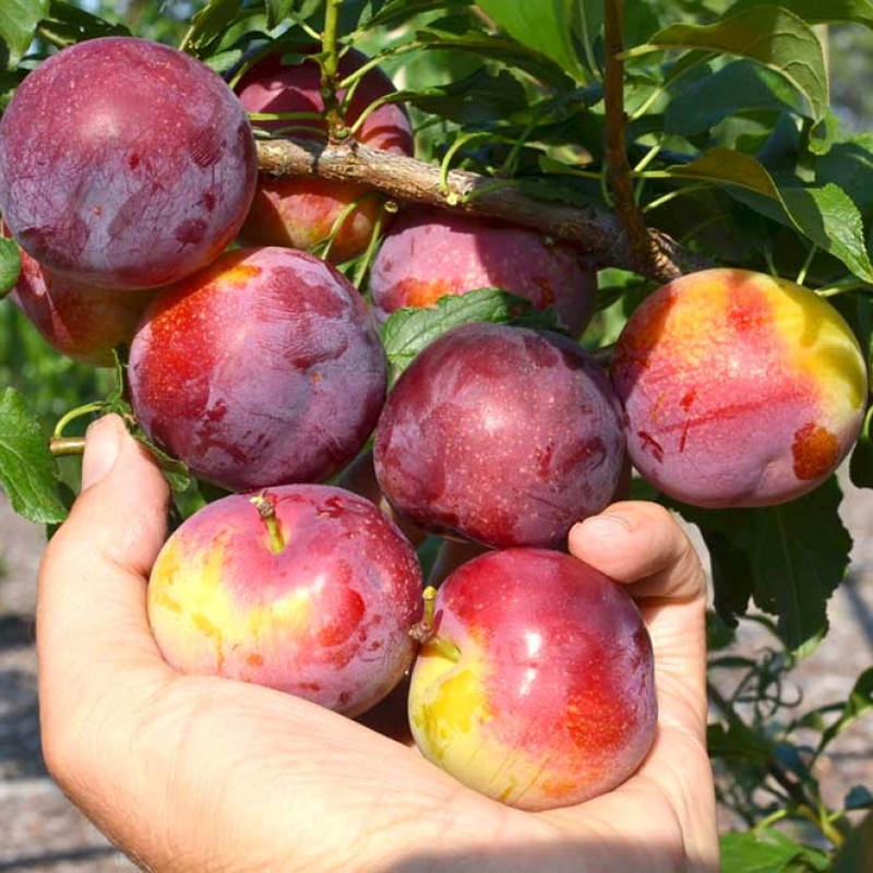 Siberian plum (Prunus x hybrid) CHUK