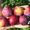 Siberian plum (Prunus x hybrid) CHUK