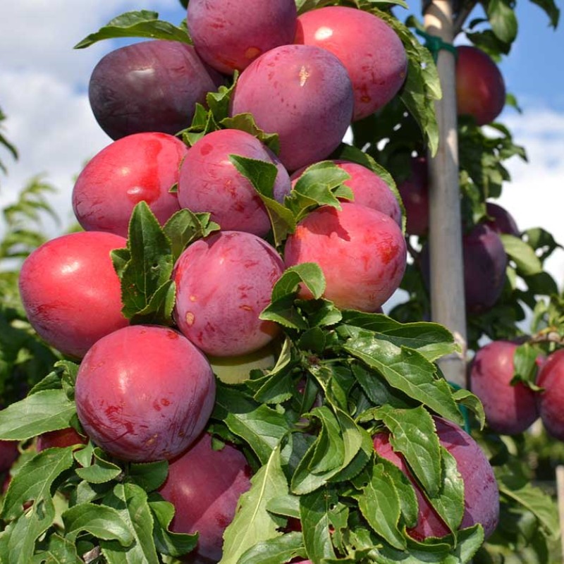 Sibírska slivka (Prunus x hybrid) DONČANKA RANNAJA