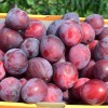 Sibírska slivka (Prunus x hybrid) DONČANKA RANNAJA
