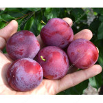 Sibírska slivka (Prunus x hybrid) GENERAL
