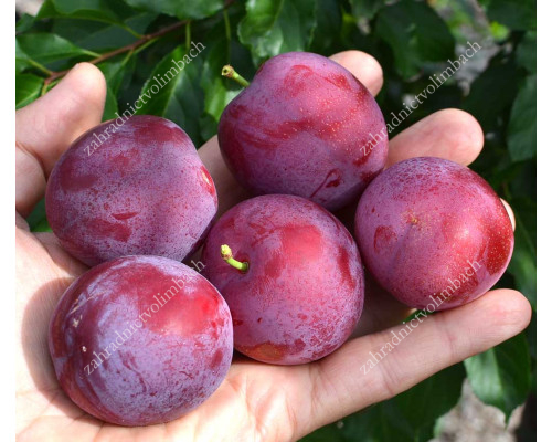 Siberian plum (Prunus x hybrid) GENERAL