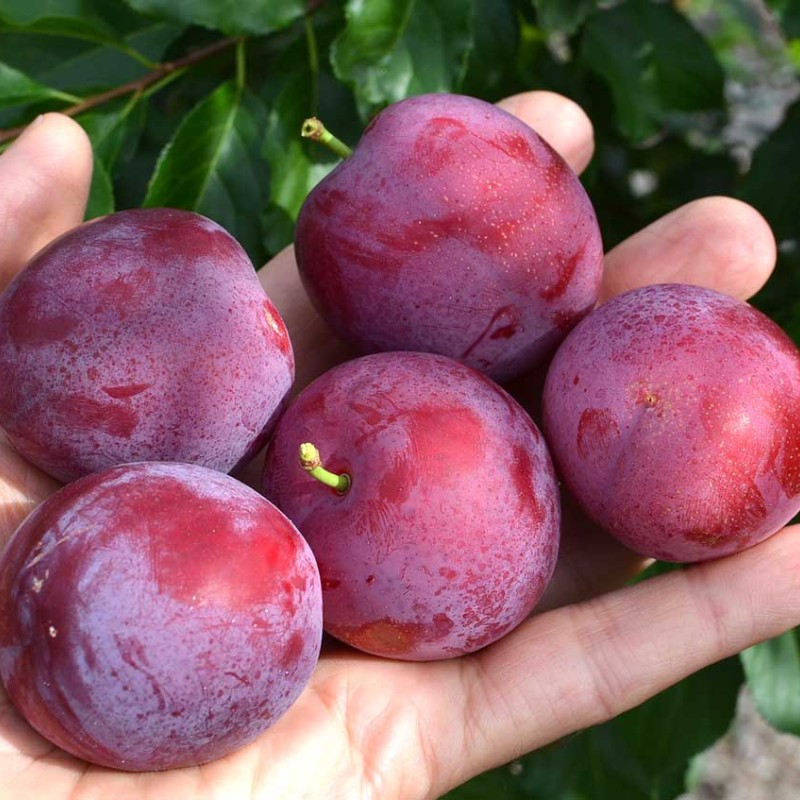 Sibírska slivka (Prunus x hybrid) GENERAL