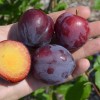 Sibírska slivka (Prunus x hybrid) JEVGENIJA
