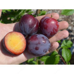 Siberian plum (Prunus x hybrid) YEVGENIA