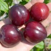 Sibírska slivka (Prunus x hybrid) JEVGENIJA
