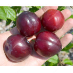 Siberian plum (Prunus x hybrid) YEVGENIA