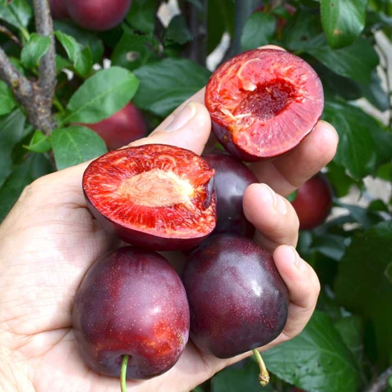 Siberian Columnar Plum (Prunus x hybrid) KOLONOVIDNAYA