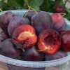 Siberian Columnar Plum (Prunus x hybrid) KOLONOVIDNAYA