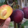 Siberian Columnar Plum (Prunus x hybrid) KOLONOVIDNAYA