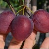 Siberian Columnar Plum (Prunus x hybrid) KOLONOVIDNAYA