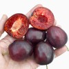 Siberian Columnar Plum (Prunus x hybrid) KOLONOVIDNAYA