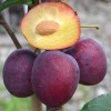 Siberian Columnar Plum (Prunus x hybrid) KOLONOVIDNAYA