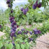 Siberian plum (Prunus x hybrid) KOMETA RANNAYA