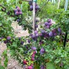 Siberian plum (Prunus x hybrid) KOMETA RANNAYA