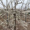 Siberian plum (Prunus x hybrid) KOMETA