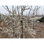 Sibirische Pflaume (Prunus x hybrid) KOMETA