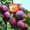 Siberian plum (Prunus x hybrid) KOMETA