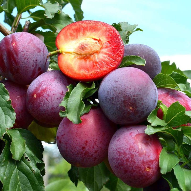 Siberian plum (Prunus x hybrid) KOMETA