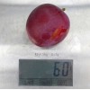 Siberian plum (Prunus x hybrid) KOMETA
