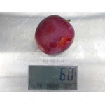 Siberian plum (Prunus x hybrid) KOMETA