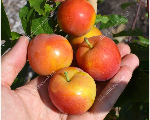 Siberian plum (Prunus x hybrid) KRYMSKAYA ROSA