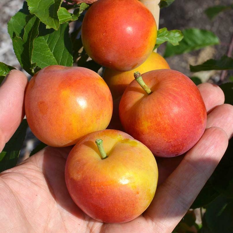 Sibírska slivka (Prunus x hybrid) KRYMSKAJA ROZA