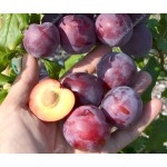 Siberian plum (Prunus x hybrid) MALINOVAYA