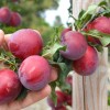 Siberian plum (Prunus x hybrid) NAYDENA
