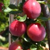 Siberian plum (Prunus x hybrid) NAYDENA