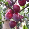 Siberian plum (Prunus x hybrid) NAYDENA