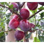 Siberian plum (Prunus x hybrid) NAYDENA 