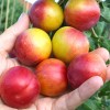 Siberian plum (Prunus x hybrid) PLAMENNAYA