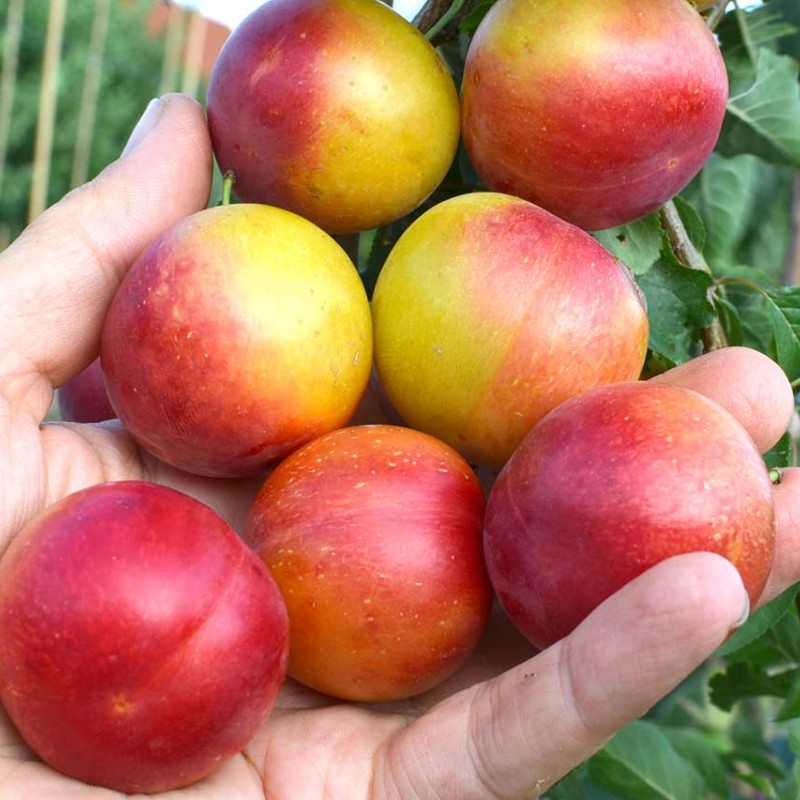 Siberian plum (Prunus x hybrid) PLAMENNAYA