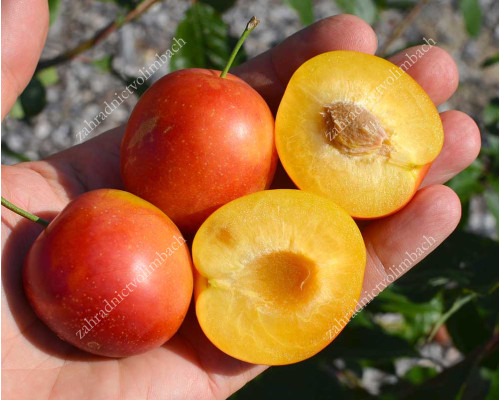 Siberian plum (Prunus x hybrid) RUMYANAYA ZORKA