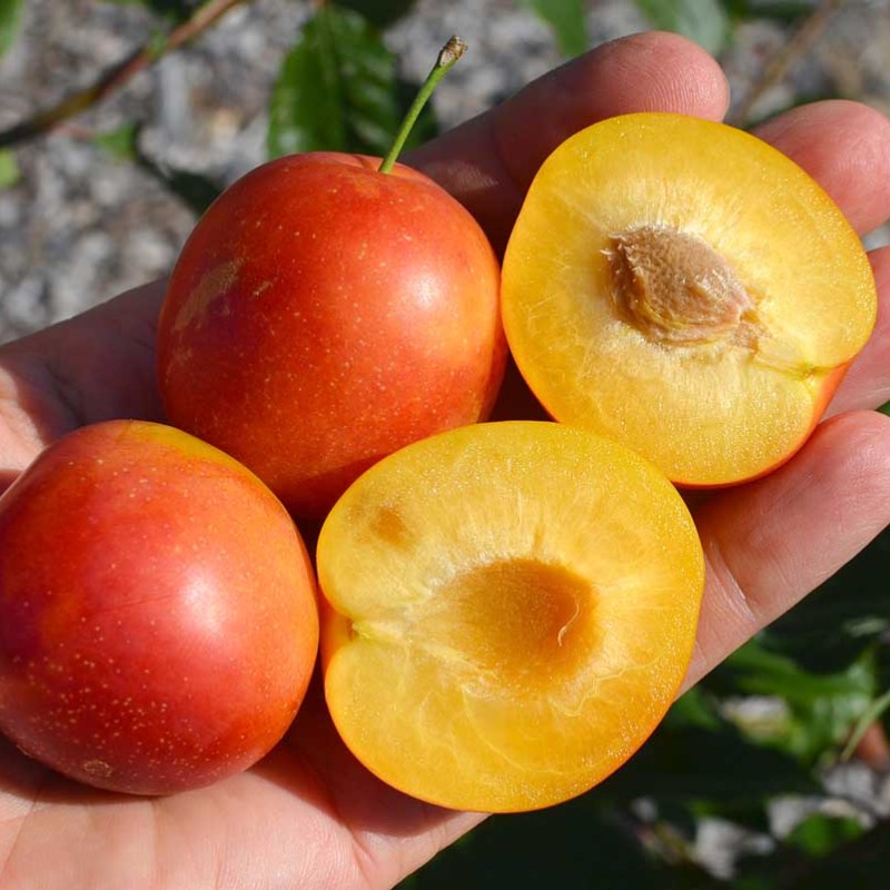Sibírska slivka (Prunus x hybrid) RUMJANAJA ZORKA