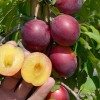 Siberian plum (Prunus x hybrid) SHATER