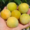 Japonská slivka (Prunus salicina) SHIRO