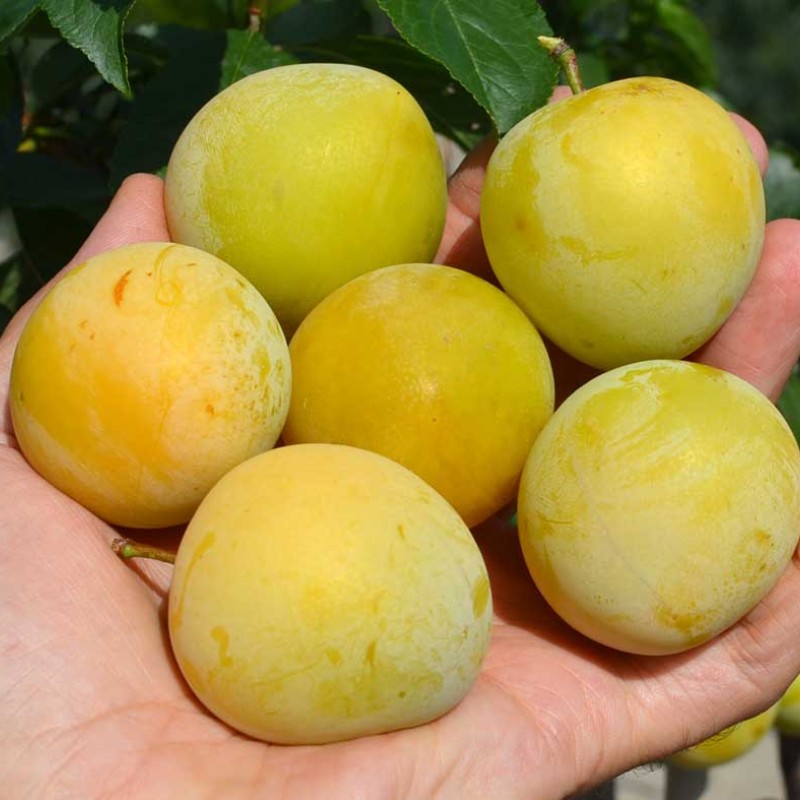 Japonská slivka (Prunus salicina) SHIRO