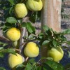 Japonská slivka (Prunus salicina) SHIRO