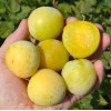 Japonská slivka (Prunus salicina) SHIRO