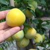 Japonská slivka (Prunus salicina) SHIRO