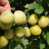 Japonská slivka (Prunus salicina) SHIRO