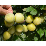Japanische Pflaume (Prunus salicina) SHIRO