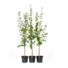 Siberian plum (Prunus x hybrid) KOMETA